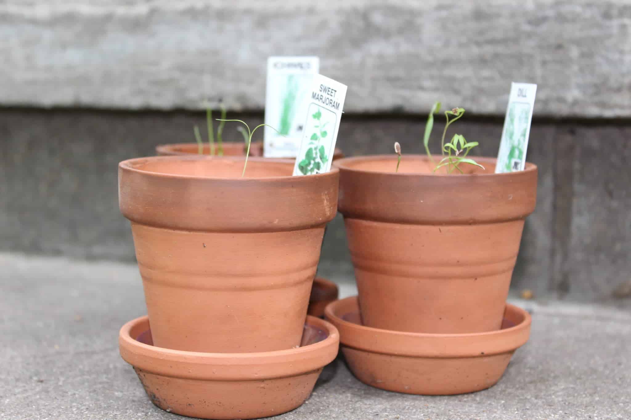 three small red clay pots with seedlings growing