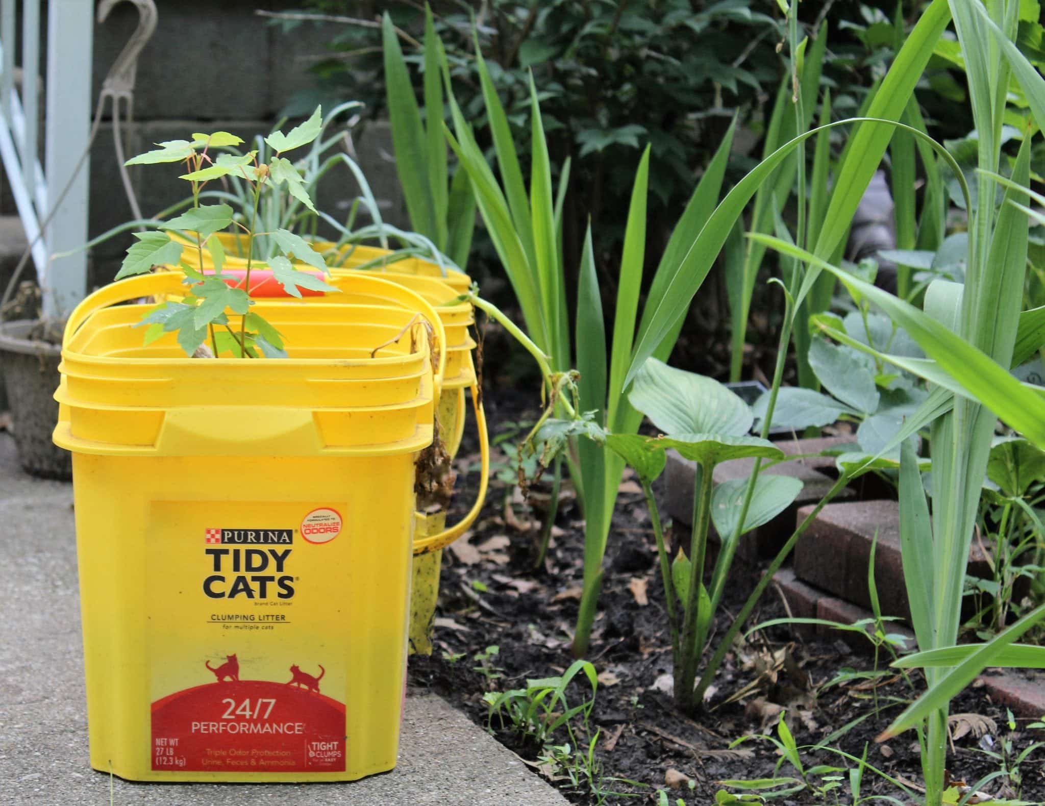 yellow plastic litter container being used to grow plants