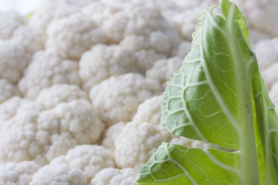 closeup of cauliflower