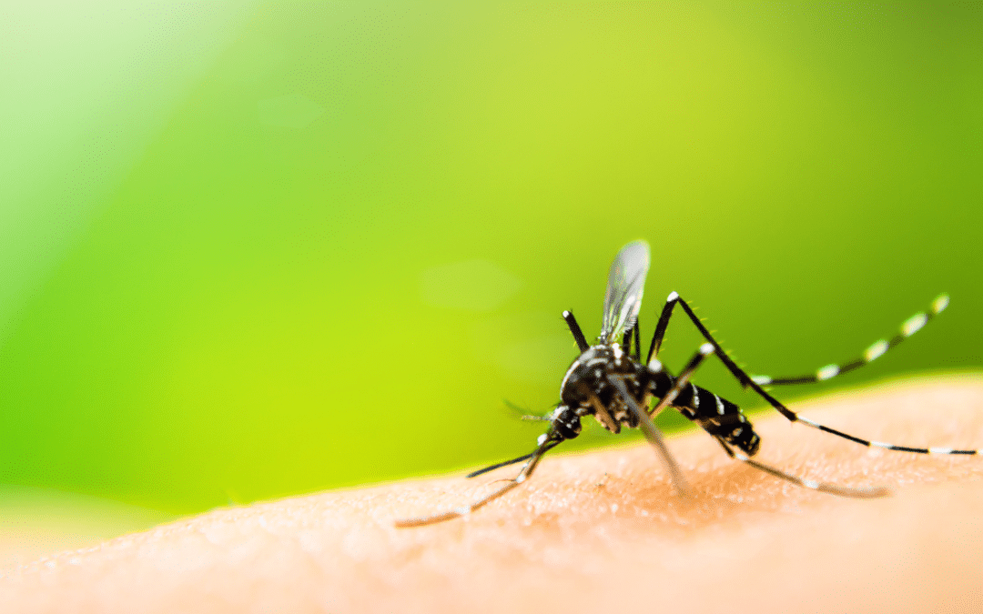 close up of tiget mosquito on skin with green blurred background