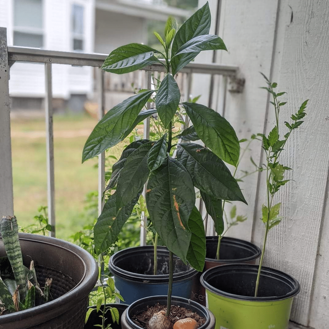 growing an avocado from the pit