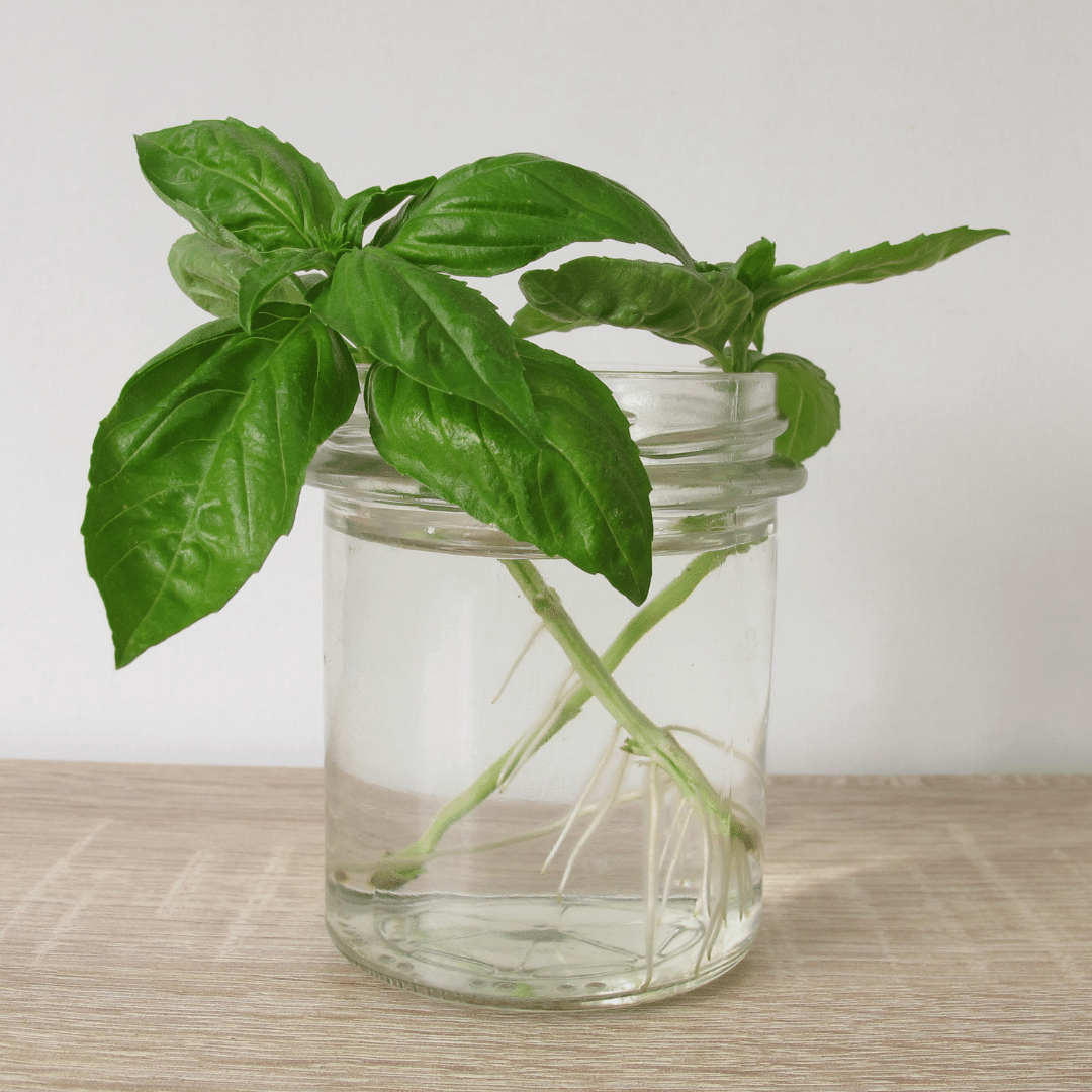 growing store bought basil in water