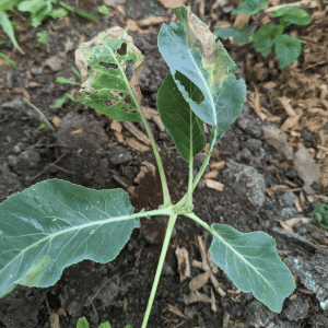 slug damage to cauliflower plant