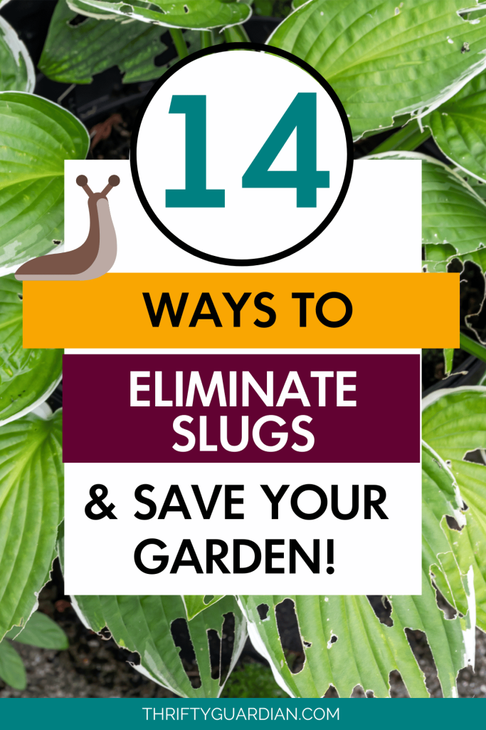 Background image of a hosta with slug damage and text overlay that says 14 ways to eliminate slugs and save your garden
