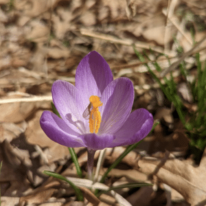 Crocus blooming - purple flower with orange stamen