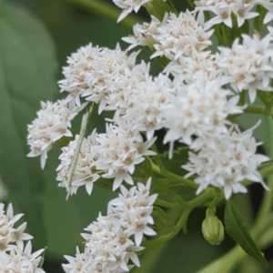 Dogbane flowers - clusters of small white flowers