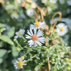 Fleabane - small white flowers that look similar to daisies