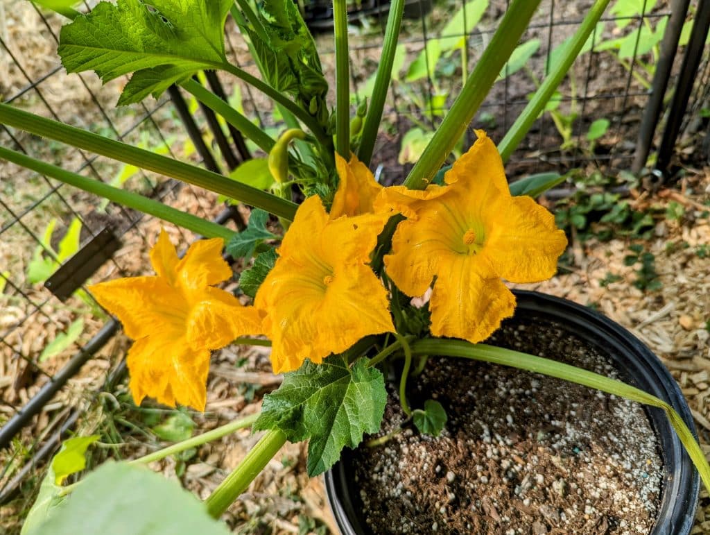 Crookneck squash plant grown from seed saving