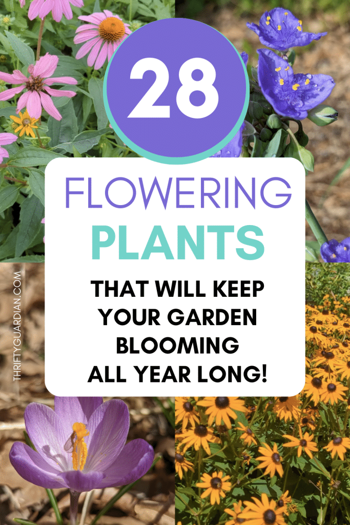 Perennial Flowers That Will Keep Your Garden Blooming All Year Long