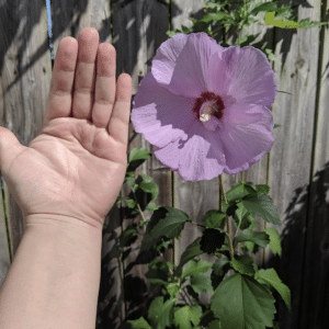 Pink rose of sharon bloom - Someone holding their hand up to compare to size of rose of sharon blossom