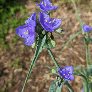 Spiderwort is a delicate looking purple flower with fine hairs in the center