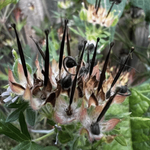 Wild geranium - weird looking spiky plant flower 
