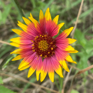 blanket flowers - similar to sunflower, blanket flowers are pointy blooms with yellow tips and bright red centers