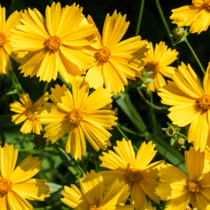 coreopsis - yellow flowers