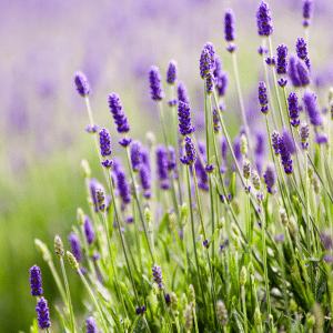 lavendar purple flowers