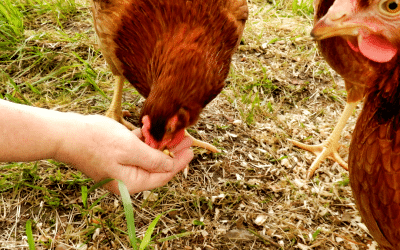 12 Simple Ways to Save Money When Raising Chickens