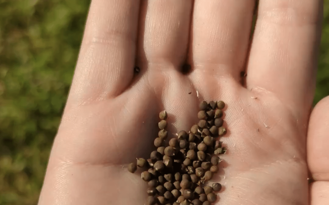 Easy Seed Saving Techniques So You Never Again Have to Buy Seeds!